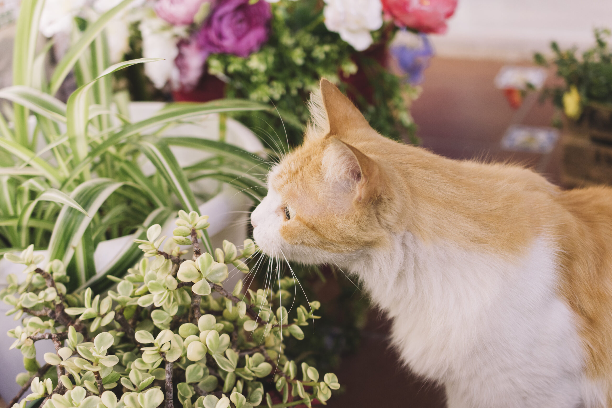 piante primaverili tossiche per il gatto