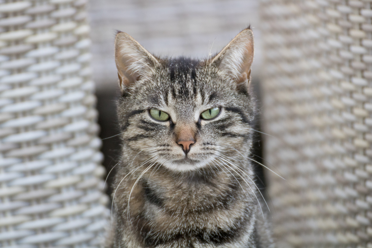 Come capire se il tuo gatto è stressato