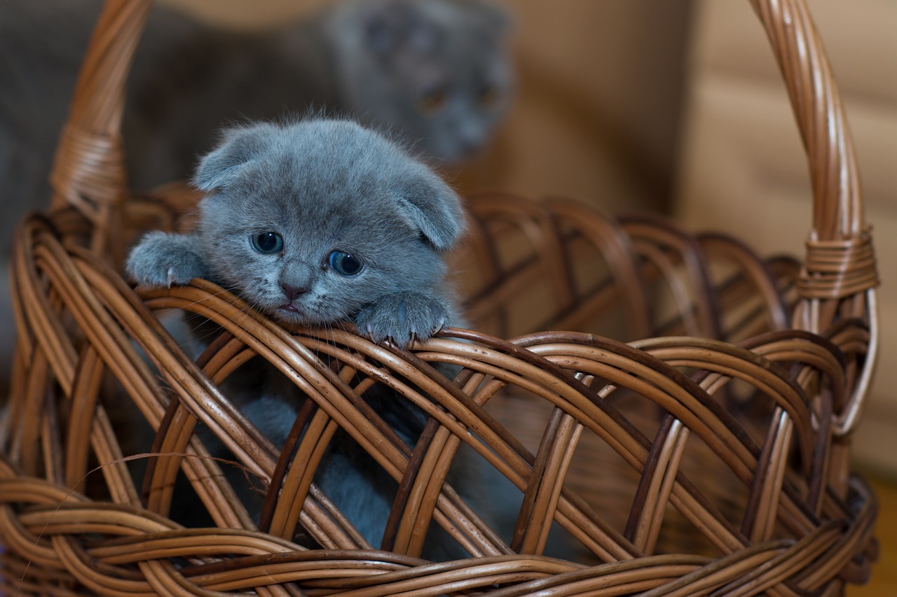 Arriva un gattino: prepariamoci ad accoglierlo!